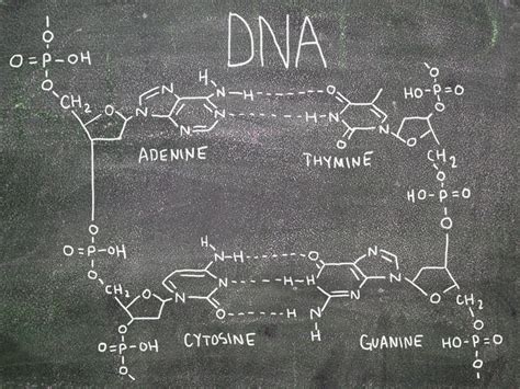 4.7: DNA Structure and Replication - K12 LibreTexts