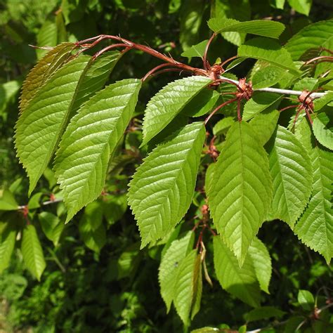 Wild Cherry Tree Identification