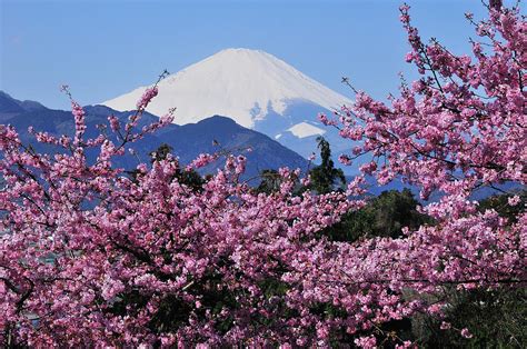 Mt Fuji And Cherry Blossom Photograph by Photos From Japan, Asia And ...