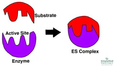 5. Enzymes and Regulation of Protein Function - SimpleMed - Learning ...