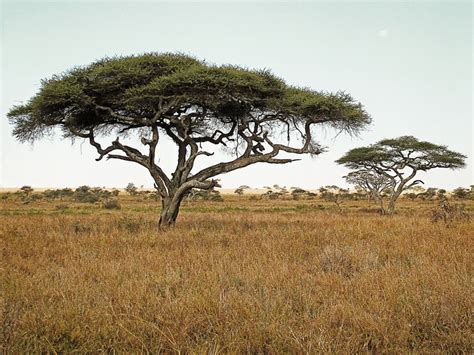 Wild game in the Serengeti | Natural Born Vagabond™