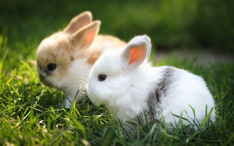 Download Fluffy Little Baby Bunnies Wallpaper | Wallpapers.com