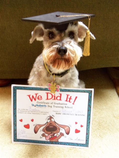 A proud graduate...congratulations! | Schnauzer puppy, Dog training ...