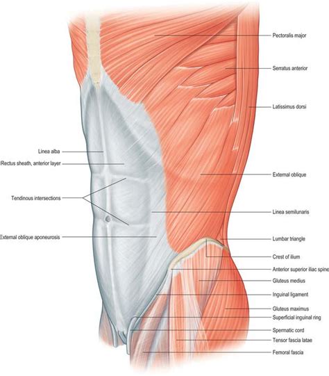 Muscles Of Anterior Chest And Abdominal Wall Diagram Quizlet | The Best ...