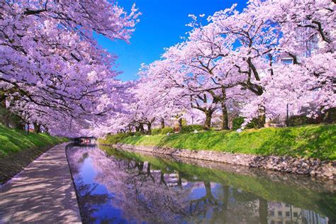 cherry blossoms japan | 風景, 美しい風景, 綺麗 景色