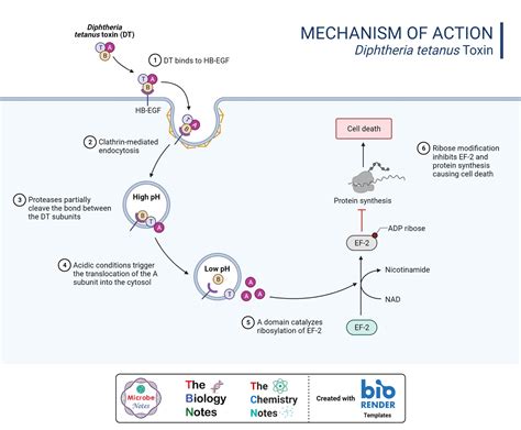 Protein Synthesis Inhibitors- Definition, Examples, Inhibition, Resistance