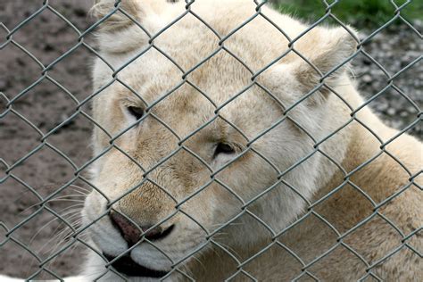 African adventures at the Zion Wildlife Gardens