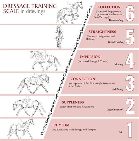 #TheDressageHour on Twitter | Dressage, Horse exercises, Dressage training