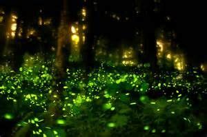 Bioluminescent Plants - Bing images | Bioluminescence, Eco architecture ...