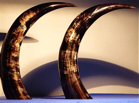 Pair of fine hand-polished Zebu horns - Bos primigenius indicus - 49cm ...