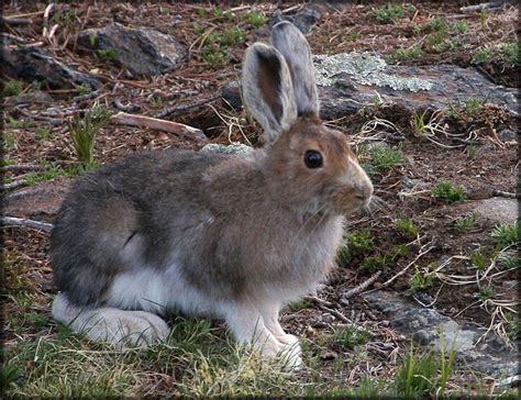 Coniferous Forest Animals and Plants | Coniferous Forest Animals | ENVS biome project ...