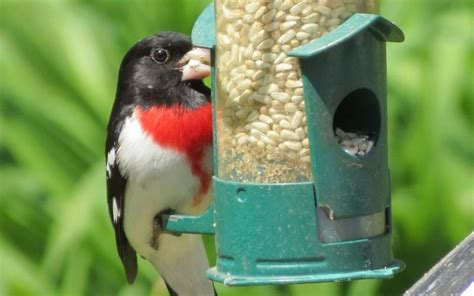 Safflower Seeds For Birds – Complete Bird Feeder Guide » Birds & Wild