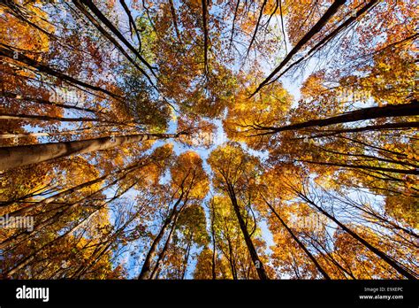 North American beech forest (Fagus grandifolia) in autumn Stock Photo - Alamy