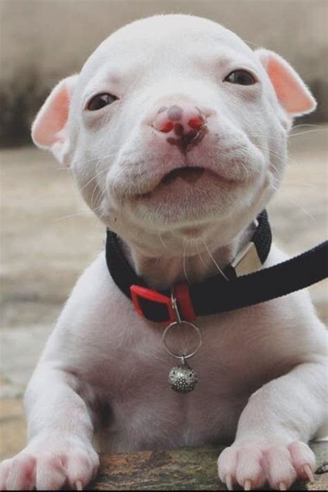 Cute baby pitbull : aww