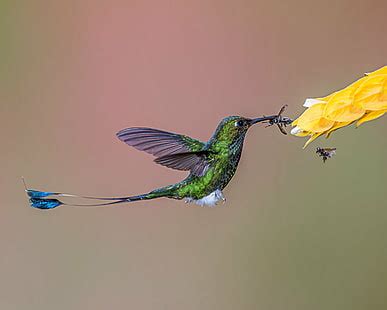 Online crop | HD wallpaper: shallow focus multicolored Humming Bird, hummingbird, silver plume ...