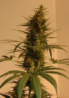 Top 10 Marijuana Growing Tips | Tips to Grow Indoor Cannabis Plants