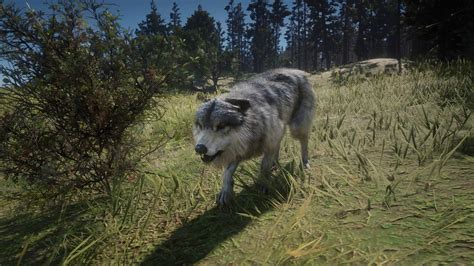 Wolf (RDR 2) | Red Dead Wiki | Fandom