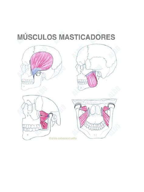 Músculos de La Masticación | PDF