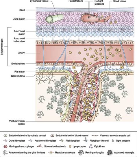 Stromal Cell–Mediated Coordination of Immune Cell Recruitment ...