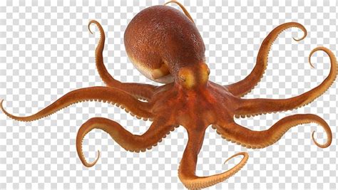 Octopus, Common octopus, Sea creatures art