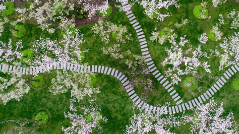 Aerial top view of cherry blossom sakura in the Shanghai Botanical Garden, China | Windows ...