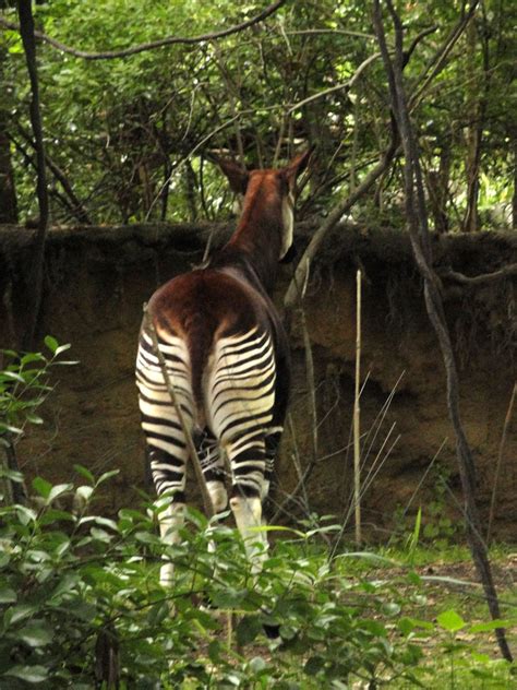 Bronx Zoo Okapi