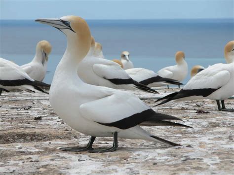 Cape Kidnappers - Gannet colony - Young Adventuress