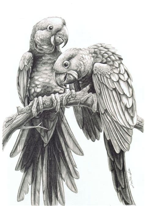 Anodorhynchus hyacinthinus by harpyja on deviantART | Pencil drawings of animals, Cool pencil ...