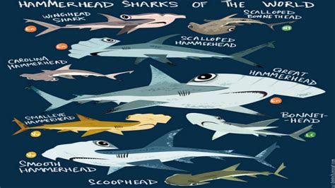 Shark Species List