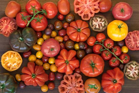 El tomate no es natural, es un tesoro creado por el ingenio humano - ChileBIO