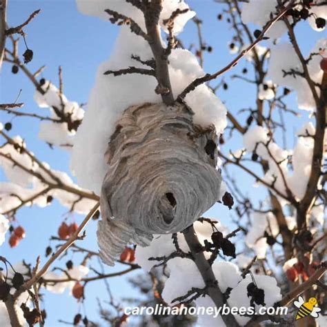 hornets nest in tree winter - Shawanna Galvez