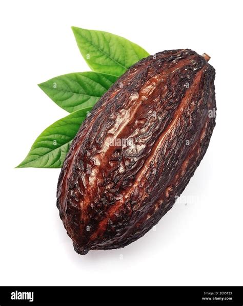 Cacao pod isolated on white backgrounds Stock Photo - Alamy