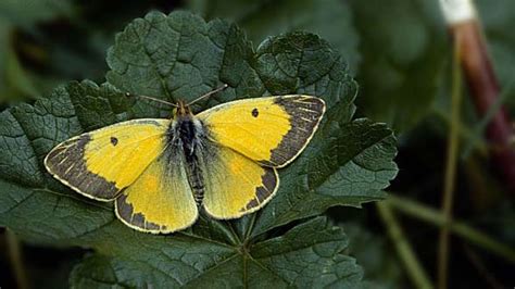 European Lepidoptera and their ecology: Colias croceus