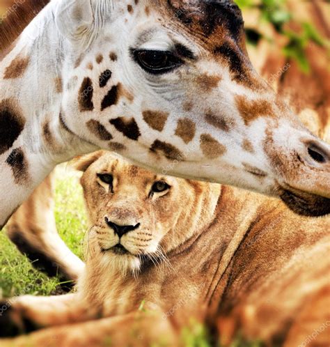 Giraffe and lion — Stock Photo © DarioStudios #64897355