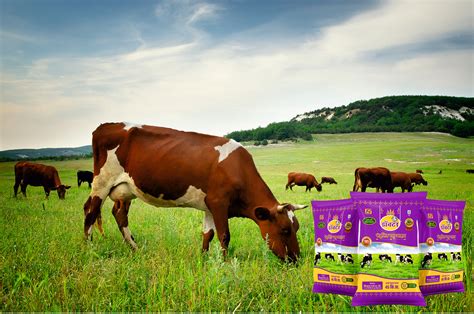 Cattle Feed Bag Design :: Behance