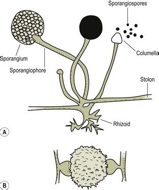 The pathogenic Zygomycetes | Veterian Key