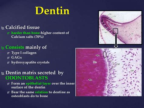 Dentin - online presentation