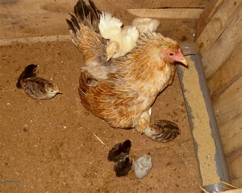 File:Hen and chicks.jpg - Wikimedia Commons