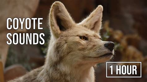 1 Hour of Coyote Sounds: Nature's Wild Symphony - YouTube