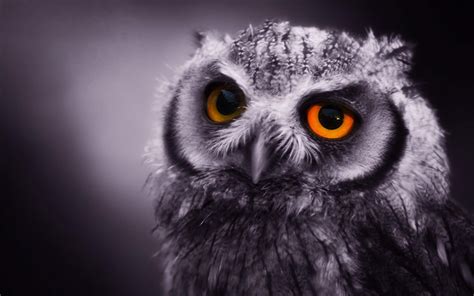 🔥 [48+] Owl Computer Wallpapers | WallpaperSafari