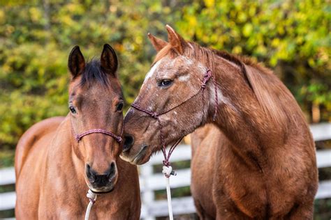 In Praise of the Older Horse | Save a Forgotten Equine (SAFE)