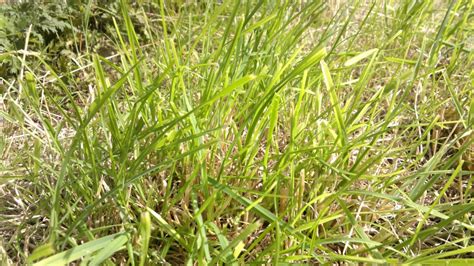 grass - Which grasses should I keep in this terribly overgrown lawn? - Gardening & Landscaping ...