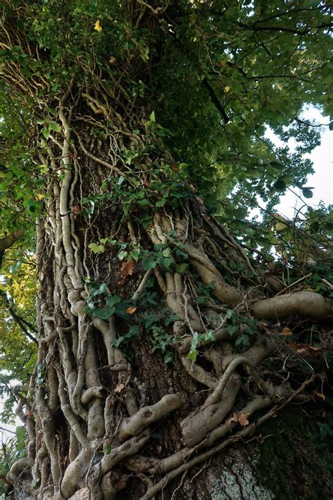 Rheineck Burgstrasse - Old Oak Tree | This old oak tree has … | Flickr