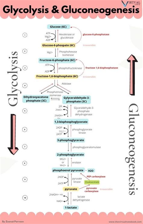 Gluconeogenesis Pathway Introduction Steps Regulation - vrogue.co