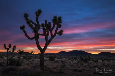 Joshua Tree Sunset - Richard Lewis Photography