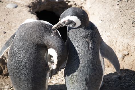 Penguin Love on Argentina’s Atlantic Coast | Live. Travel. Play.