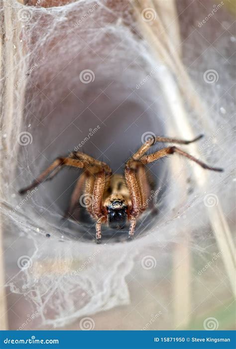 Wolf Spider Stock Photo - Image: 15871950