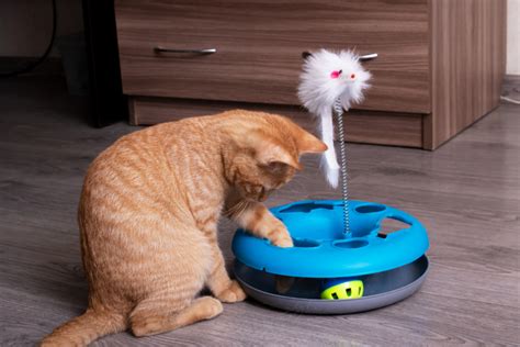 10 Best Interactive Cats Toys for Mental and Physical Stimulation