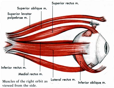 Eye Muscle Anatomy - ANATOMY