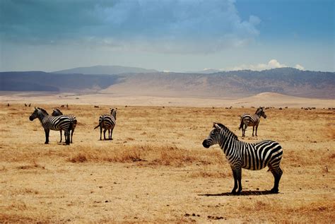 Free stock photo of africa, safari, serengeti